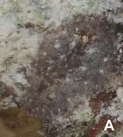 Carminodoris bifurcata