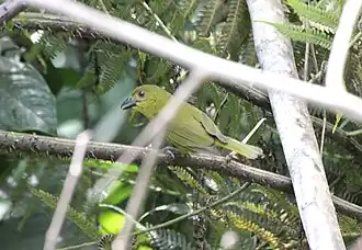Description de l'image Carmiol's Tanager (Chlorothraupis carmioli) (9496887429).jpg.