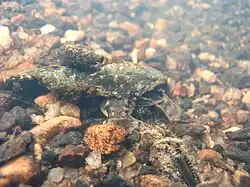Sous une pierre, seule la tête du poisson dépasse. Il est très peu visible.