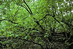 Cordias au Nord de l'îlot Arundel