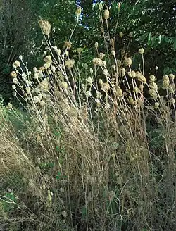 Carottes sauvages en fin d'été dans une friche.