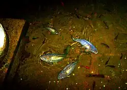 Carpes dans la citerne