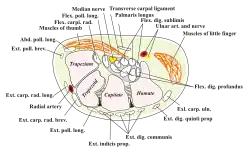 Section transversale du poignet et des doigts. (Les muscles de l'auriculaire sont en haut à droite.)