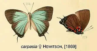 Description de l'image CarpasiaHewitson1869.jpg.