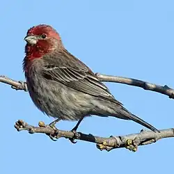 Un mâle au Wisconsin.