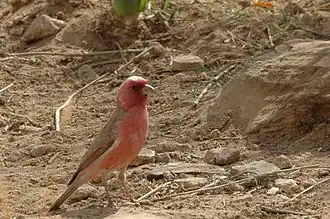 Description de cette image, également commentée ci-après