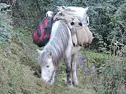 Poney gris portant des sacs et un chevreau sur son dos.