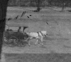 Carriole attelée, captée par le fusil photographique.