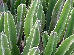 Détail de tiges de S. gigantea