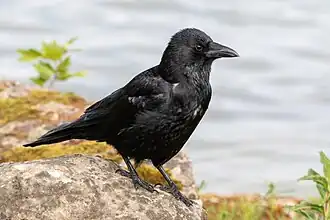 Oiseau intégralement noir vu de profil. Il est posé sur un rocher, avec un lac en arrière-plan.