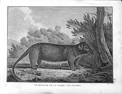 Opossum de la Terre Van Diemen