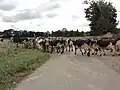 Vaches allant au pré.