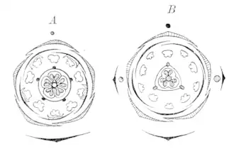 Androcée cyclique de Lychnis et de Silène
