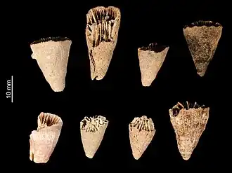 Description de l'image Caryophyllia secta (MNHN-IK-2009-1670) 001.jpeg.