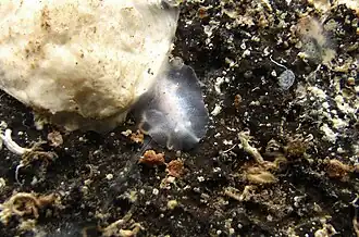 Caryophyllidia sp. 1