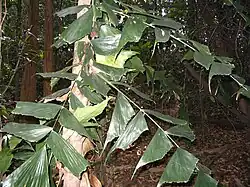 Palmier Caryota mitis