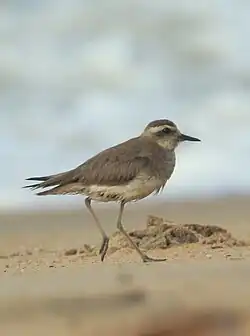 Photographie d'un oiseau au plumage gris-brun, marchant sur du sable.