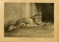 Photo en noir et blanc d'une panthère des neiges couchée.