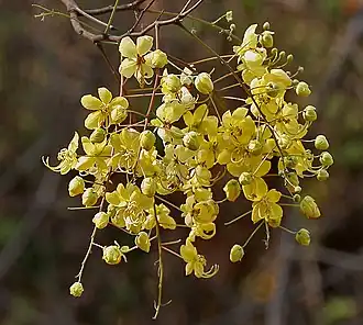 Description de l'image Cassia fistula (Amaltas) in Hyderabad W2 IMG 7501.jpg.