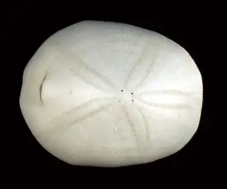 Cassidulus caribaearum (Cassiduloida).