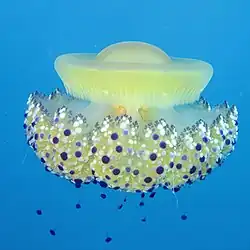 Vue de côté (spécimen clair)