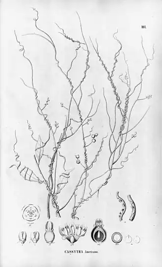 Description de l'image Cassytha filiformis 1.jpg.