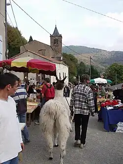 Les lamas à la foire.