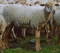 Brebis castillonnaise