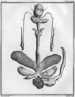 Testicules, castoréum et glandes anales du Castor d'Europe mâle