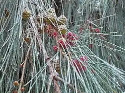Fleurs, feuilles et fruits.