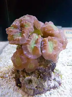 Caulastraea furcata.