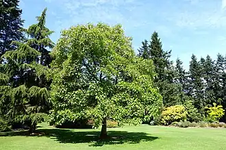 Spécimen botanique.