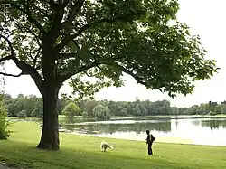 Exemplaire du parc du Musée royal de l’Afrique centrale (Belgique).