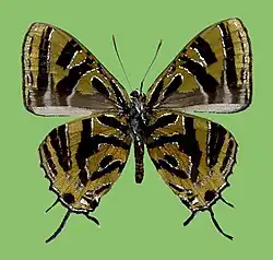 Catapaecilma nakamotoi