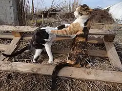 Deux chats jouant à se battre.