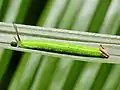 Chenille le long d'une brindille. Son abdomen est vert, on distingue sa tête et ses cornes post-abdominales.