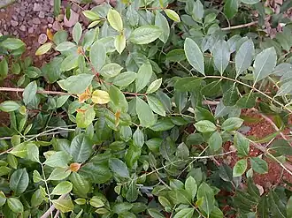 Description de cette image, également commentée ci-après