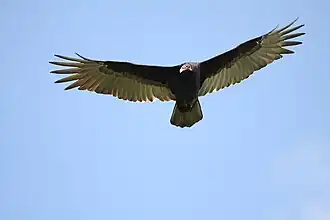 Urubu à tête rouge (C. aura) en vol.