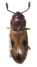Cathartocryptus maculosus