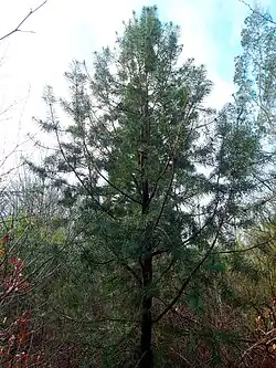 Cathaya argyrophylla CHB03.CH390 de 4m en 2024 ( un des plus haut d Europe) au jardin jungle