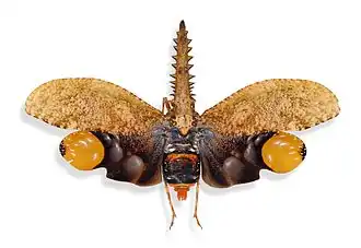 Fulgorinae Cathedra serrata  - Muséum de Lille