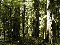 Une forêt de grands arbres.