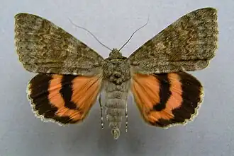 Catocala elocata, la Déplacée