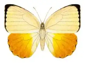 Description de l'image Catopsilia scylla etesia.jpg.