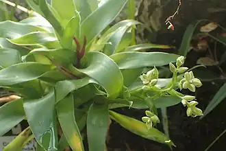 Description de l'image Catopsis floribunda kz02.jpg.