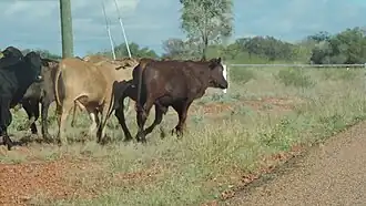 Bovins traversant la route de développement Thomson au nord de Windorah en 2019.