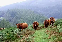 La photo couleur représente des vaches de face dans un champ de montagne planté de hautes fougères.