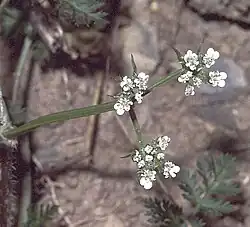 Gros plan sur une ombelle à trois rayons dont les fleurs ont des pétales blancs sur fond brun verdâtre.