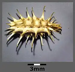 Fruit sec en gros plan chargé d'aiguillons.