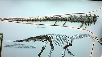 Fossile et dessin d'un dinosaure sauropode, exposée derrière une vitrine d'un musée.